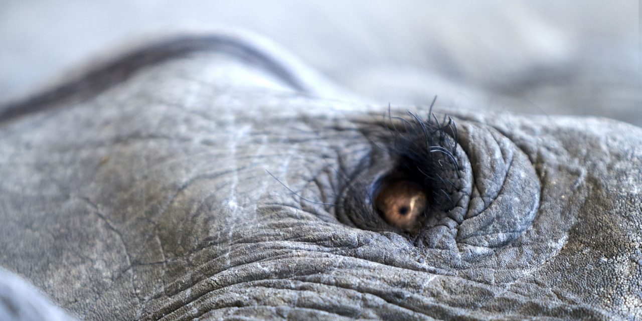 Lisa Gerrard and Jules Maxwell (Dead Can Dance) release ‘Noyalain (Burn)’ single, first taster of their much-anticipated ‘Burn’ LP