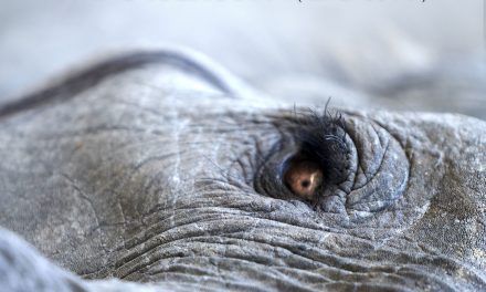 Lisa Gerrard and Jules Maxwell (Dead Can Dance) release ‘Noyalain (Burn)’ single, first taster of their much-anticipated ‘Burn’ LP