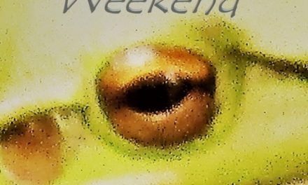 BEVAN MICAL – WEEKEND – INDEPENDENT