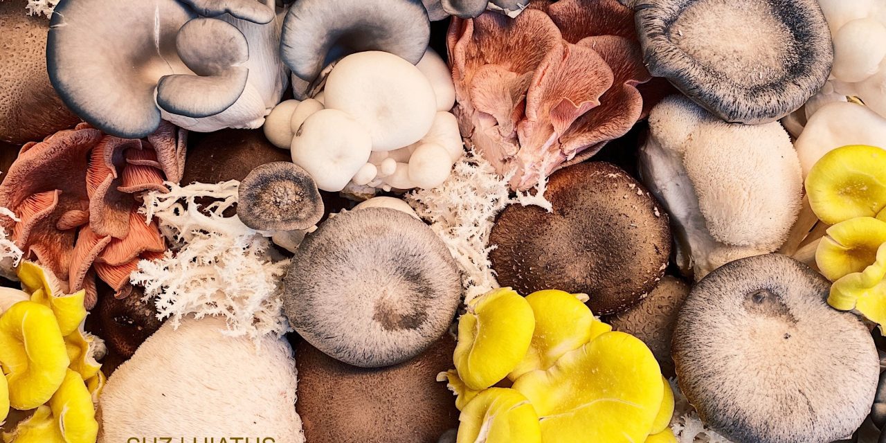 Italian Singer Suz releases her new album “Hiatus”