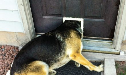 Canadian Rockers, The Kings Celebrate 2024 