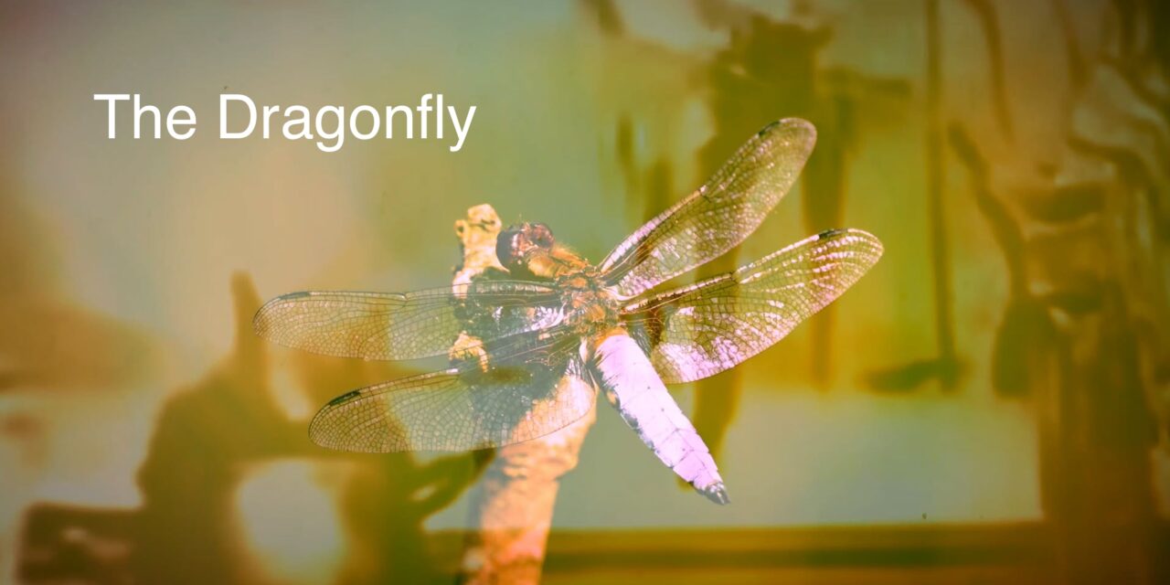 T. Virgil Parker Releases The Dragonfly, Second Video from Upcoming Album “sorry to bug you”