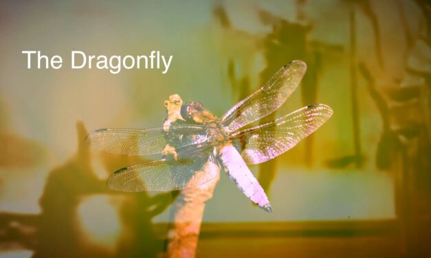 T. Virgil Parker Releases The Dragonfly, Second Video from Upcoming Album “sorry to bug you”